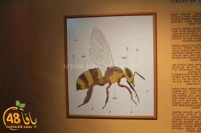 re7la janob (21).JPG